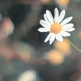 网站攻击工具手机版